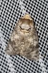 Cossus cossus