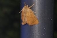 Apoda limacodes