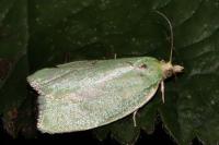 Tortrix viridana
