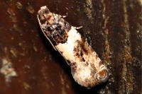 Gypsonoma dealbana