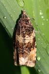 Orthotaenia undulana