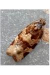 Argyrotaenia ljungiana