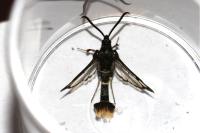 Synanthedon andrenaeformis