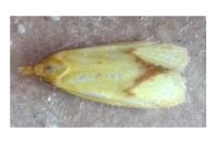 Agapeta hamana