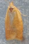 Clepsis consimilana