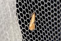 Batia lunaris