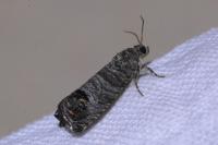 Cydia pomonella