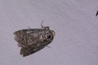 Cossus cossus