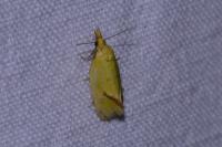 Agapeta hamana