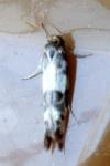 Enolmis acanthella