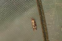 Scythris scopolella