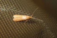 Coleophora