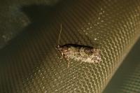 Zeiraphera isertana