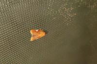 Acleris holmiana