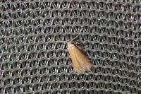 Tischeria