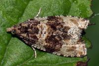 Orthotaenia undulana