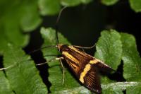 Nemophora degeerella