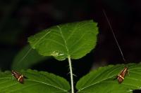 Nemophora degeerella