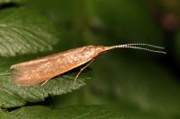 Coleophora
