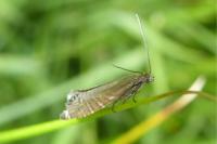 Glyphipterix thrasonella