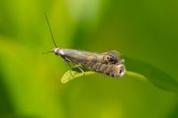 Glyphipterix thrasonella