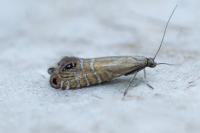 Glyphipterix thrasonella