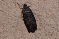 Cydia pomonella