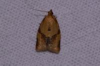 Clepsis consimilana