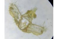 Acleris logiana