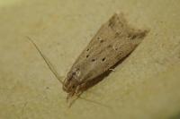 Brachmia inornatella