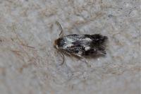 Ectoedemia