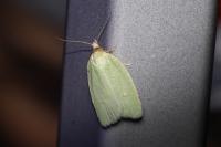 Tortrix viridana