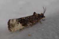 Hedya nubiferana