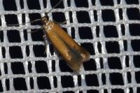 Coptotriche marginea