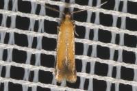 Coptotriche marginea