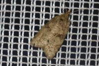 Capua vulgana