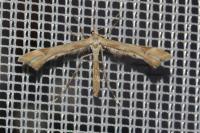 Gillmeria ochrodactyla