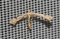 Gillmeria ochrodactyla