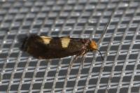 Incurvaria oehlmanniella