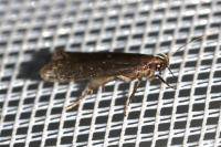 Neofaculta ericetella