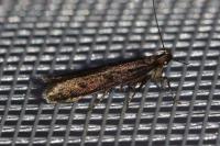 Neofaculta ericetella