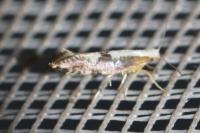 Argyresthia spinosella