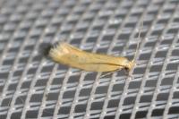 Elachista subalbidella