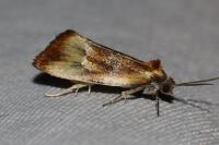 Eulia ministrana