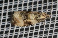 Celypha lacunana