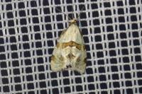 Aethes cnicana/rubigana