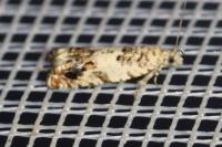 Epinotia subocellana