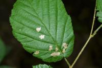Coleophora avellanae