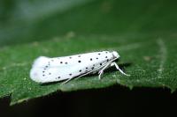 Yponomeuta cagnagella