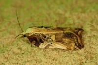 Acleris cristana